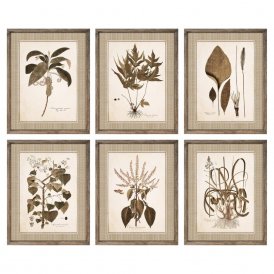 Tavla DKD Home Decor Botaniska växter (55 x 2.5 x 70 cm) (6 pcs)