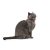 Kattenhalsband Hunter Flashlight Rood (17,1 x 3,6 x 2,5 cm)