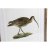 Schilderij DKD Home Decor S3017831 Vogels (55 x 2,5 x 70 cm) (4 Stuks)