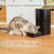 Cecotec Automatisk matare Pumba 6000 Purrfect Meal Smart Vision 6 L Svart rostfritt stål
