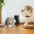 Cecotec Automatisk matare Pumba 6000 Purrfect Meal Smart Vision 6 L Svart rostfritt stål