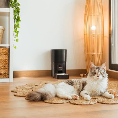 Cecotec Automatisk matare Pumba 6000 Purrfect Meal Smart Vision 6 L Svart rostfritt stål